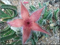 Stapelia 6 jardin 